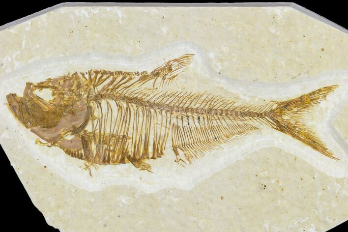 Detailed Fossil Fish (Diplomystus) - Wyoming #113570